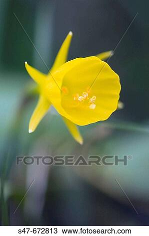 Yellow Daffodil Bloom. Narcissus specie. April 2007, Maryland, USA View Large Photo Image Stock Image - Yellow Daffodil Bloom. Narcissus specie. April 2007, Maryland, USA. Fotosearch