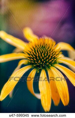 Yellow Echinacea Flower. (Echinacea paradoxa). June 2006. Maryland, USA View Large Photo Image Stock Photography - Yellow Echinacea Flower. (Echinacea paradoxa). June 2006. Maryland, USA. Fotosearch