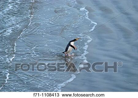 Stock Image - Yellow-eyed Penguin Megadyptes antipodes or Hoiho ashore in the evening Otago Peninsula New Zealand South Pacific Ocean. Fotosearch