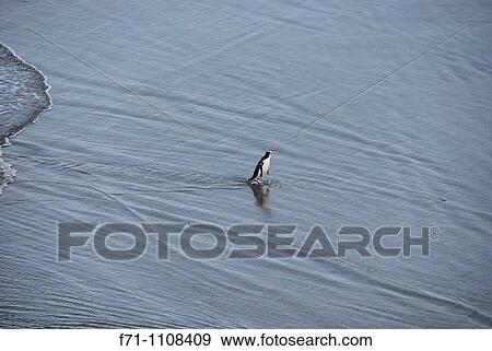 Yellow-eyed Penguin Megadyptes antipodes or Hoiho ashore in the evening Otago Peninsula New Zealand South Pacific Ocean View Large Photo Image Stock Photo - Yellow-eyed Penguin Megadyptes antipodes or Hoiho ashore in the evening Otago Peninsula New Zealand South Pacific Ocean. Fotosearch