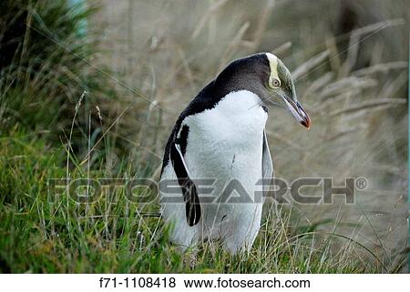 Yellow-eyed Penguin Megadyptes antipodes or Hoiho ashore in the evening Otago Peninsula New Zealand South Pacific Ocean View Large Photo Image Stock Photo - Yellow-eyed Penguin Megadyptes antipodes or Hoiho ashore in the evening Otago Peninsula New Zealand South Pacific Ocean. Fotosearch