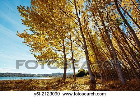Yellow falling leaves of poplar trees. View Large Photo Image Stock Image - Yellow falling leaves of poplar trees.. Fotosearch