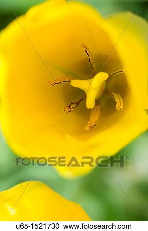 Stock Image - Yellow flower. Fotosearch