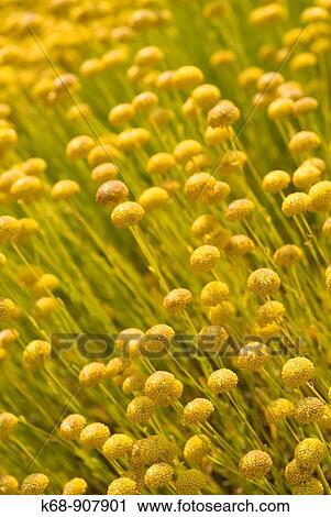 Yellow flowers View Large Photo Image Stock Image - Yellow flowers. Fotosearch