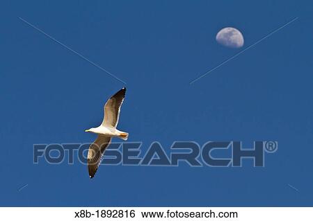 Yellow-footed gull Larus livens in flight on Isla Rasa in the Gulf of California Sea of Cortez, Mexico View Large Photo Image Stock Photograph - Yellow-footed gull Larus livens in flight on Isla Rasa in the Gulf of California Sea of Cortez, Mexico. Fotosearch