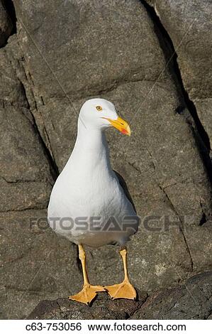 Stock Photograph - Yellow-footed Gull Larus livens in the Gulf of California Sea of Cortez, Mexico This species is enedemic to the Gulf of California. Fotosearch