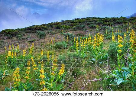 Yellow Gentian (Gentiana Lutea). Valdeon Valley. Picos de Europa National Park. Leon Province. Castilla y Leon. Spain. View Large Photo Image Stock Photograph - Yellow Gentian (Gentiana Lutea). Valdeon Valley. Picos de Europa National Park. Leon Province. Castilla y Leon. Spain.. Fotosearch