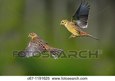 Yellow Hammers Emberiza citinella in Flight View Large Photo Image Stock Photography - Yellow Hammers Emberiza citinella in Flight. Fotosearch