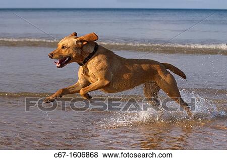 Yellow Labrador in action along the beach View Large Photo Image Stock Photo - Yellow Labrador in action along the beach. Fotosearch
