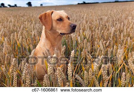 Yellow Labrador in wheat field View Large Photo Image Stock Image - Yellow Labrador in wheat field. Fotosearch