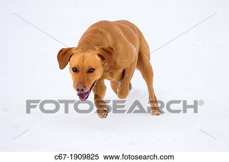 Stock Photography - Yellow Labrador portrait in snow. Fotosearch