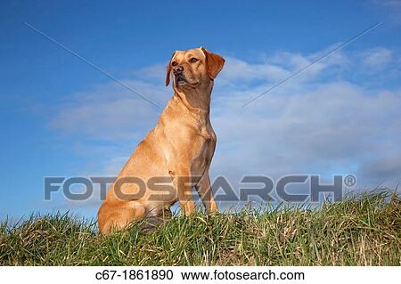 Yellow Labrador portrait View Large Photo Image Stock Image - Yellow Labrador portrait. Fotosearch