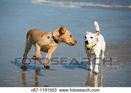 Yellow Labrador Puppy and Jack Russell Terrier playing on Beach View Large Photo Image Stock Image - Yellow Labrador Puppy and Jack Russell Terrier playing on Beach. Fotosearch