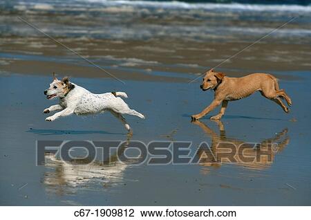 Stock Image - Yellow Labrador Puppy and Jack Russell Terrier running on beach. Fotosearch