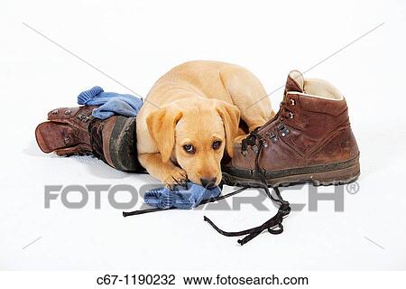 Yellow Labrador Puppy playing with boots View Large Photo Image Stock Image - Yellow Labrador Puppy playing with boots. Fotosearch