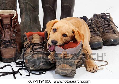Yellow Labrador Puppy playing with boots View Large Photo Image Stock Image - Yellow Labrador Puppy playing with boots. Fotosearch