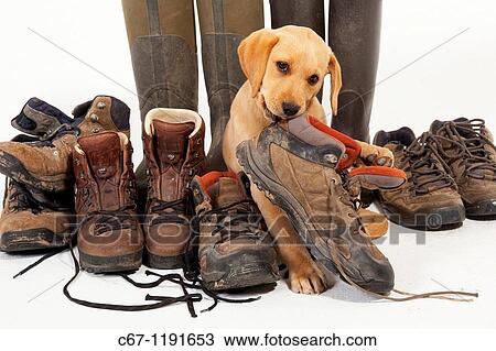 Yellow Labrador Puppy playing with boots View Large Photo Image Stock Image - Yellow Labrador Puppy playing with boots. Fotosearch