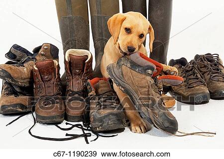 labrador boots