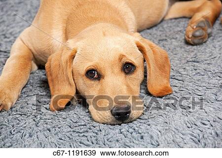 labrador boots