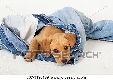 Stock Photo - Yellow Labrador Puppy playing withold jeans. Fotosearch