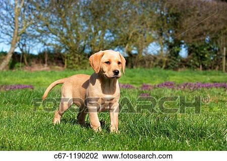 Yellow Labrador Puppy View Large Photo Image Stock Image - Yellow Labrador Puppy. Fotosearch