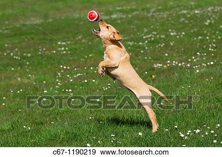 Stock Photo - Yellow Labrador Puppy. Fotosearch