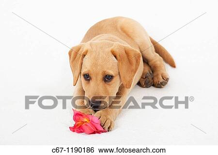 Yellow Labrador Puppy with rose View Large Photo Image Stock Photograph - Yellow Labrador Puppy with rose. Fotosearch
