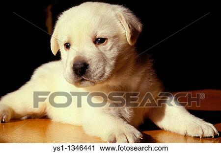 YELLOW LABRADOR RETRIEVER DOG, PUP LAYING View Large Photo Image Stock Image - YELLOW LABRADOR RETRIEVER DOG, PUP LAYING. Fotosearch