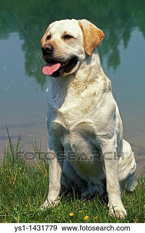 Stock Photo - YELLOW LABRADOR RETRIEVER, MALE SITTING NEAR WATER. Fotosearch