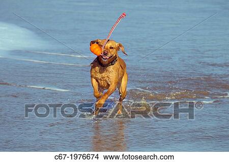 Yellow Labrador running along Norfolk beach. View Large Photo Image Picture - Yellow Labrador running along Norfolk beach.. Fotosearch