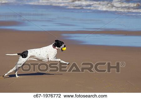 Stock Image - Yellow Labrador running along Norfolk beach.. Fotosearch
