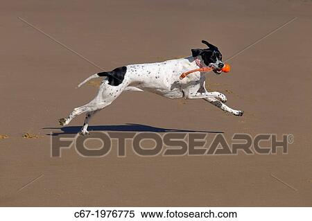 Stock Photography - Yellow Labrador running along Norfolk beach.. Fotosearch