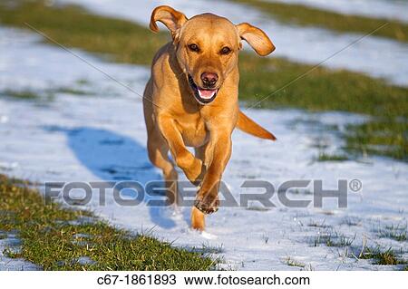 Yellow Labrador running in snow View Large Photo Image Stock Image - Yellow Labrador running in snow. Fotosearch