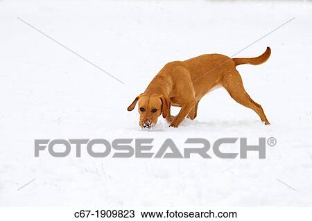 Yellow Labrador running in snow View Large Photo Image Stock Image - Yellow Labrador running in snow. Fotosearch