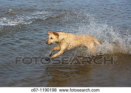 Yellow Labrador View Large Photo Image Stock Photo - Yellow Labrador. Fotosearch