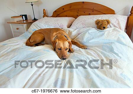 Stock Photograph - Yellow Labrador taking advantage of owners bed for asleep.. Fotosearch