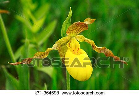 Yellow ladyslipper (Cypripedium parviflorum) var pubescens, in Southern Manitoba. Canada View Large Photo Image Stock Photo - Yellow ladyslipper (Cypripedium parviflorum) var pubescens, in Southern Manitoba. Canada. Fotosearch