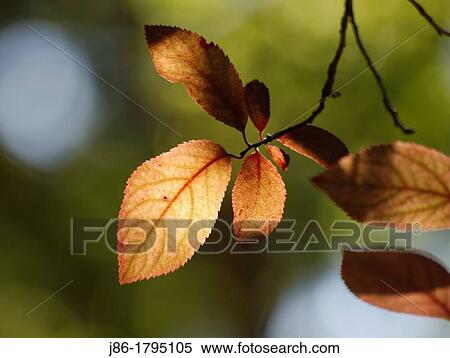 Yellow leaves in garden tree Cherry plum Prunus cerasifera. View Large Photo Image Stock Photography - Yellow leaves in garden tree Cherry plum Prunus cerasifera.. Fotosearch