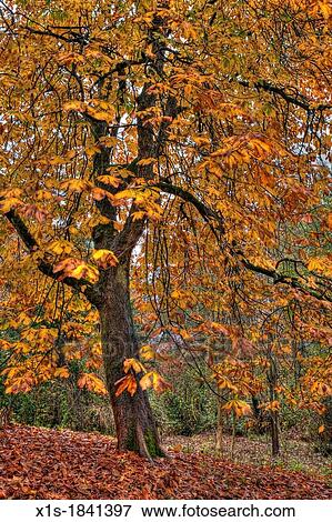 Stock Photo - Yellow leaves shedding a lone tree in fall. Fotosearch