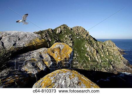Yellow-legged Gull (Larus cachinnans), Cies islands, Atlantic Islands National Park, Galicia, Spain View Large Photo Image Stock Image - Yellow-legged Gull (Larus cachinnans), Cies islands, Atlantic Islands National Park, Galicia, Spain. Fotosearch