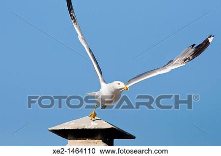 Yellow-legged Gull - Larus michahellis, Greece View Large Photo Image Stock Image - Yellow-legged Gull - Larus michahellis, Greece. Fotosearch