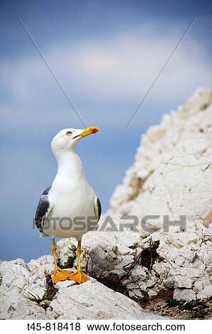 Yellow-legged Gull (Larus michahellis). Bouches-du-Rh? ne, France View Large Photo Image Stock Photo - Yellow-legged Gull (Larus michahellis). Bouches-du-Rh? ne, France. Fotosearch