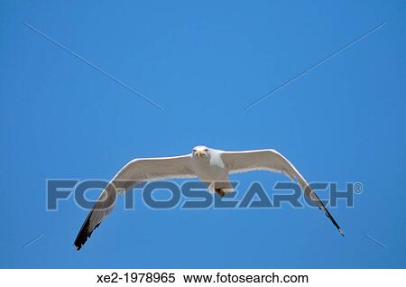Stock Photography - Yellow-legged Gull - Larus michahellis, Greece. Fotosearch