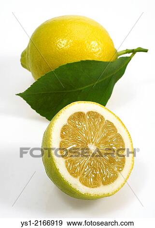 Stock Photo - Yellow Lemon, citrus limonum, Fruit against White Background.. Fotosearch