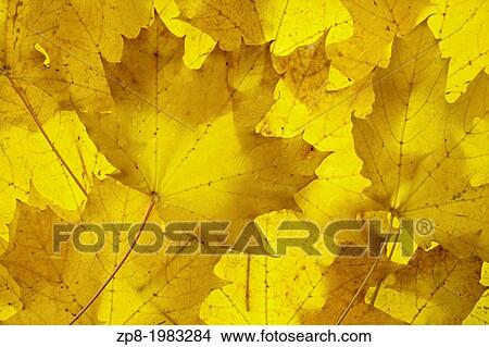 Picture - Yellow Maple Leaves.. Fotosearch
