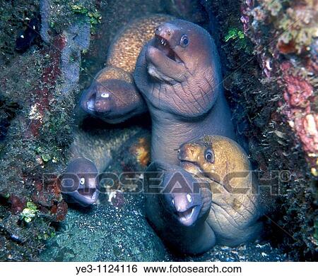 Stock Photograph - Yellow Margin Moray, Gymnothorax flavimarginatus, and White Eyed Moray, Siderea thysoidea share a hole together. Fotosearch