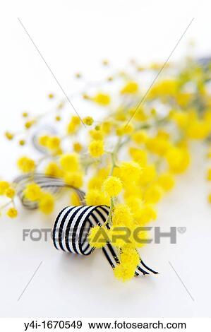 Yellow Mimosa and black and white ribbon View Large Photo Image Stock Photo - Yellow Mimosa and black and white ribbon. Fotosearch