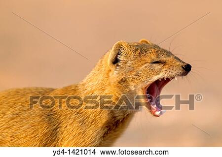 Yellow mongoose Cynictis penicillata, Kgalagadi Transfrontier Park, Kalahari desert, South Africa View Large Photo Image Picture - Yellow mongoose Cynictis penicillata, Kgalagadi Transfrontier Park, Kalahari desert, South Africa. Fotosearch