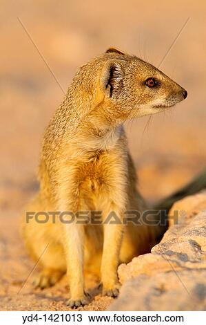 Yellow mongoose Cynictis penicillata, Kgalagadi Transfrontier Park, Kalahari desert, South Africa View Large Photo Image Stock Image - Yellow mongoose Cynictis penicillata, Kgalagadi Transfrontier Park, Kalahari desert, South Africa. Fotosearch