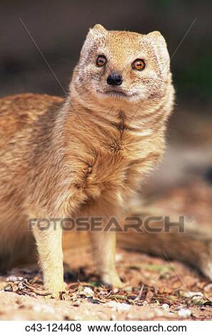 Yellow Mongoose (Cynictis penicillata), Kgalagadi Transfrontier Park (formerly Kalahari-Gemsbok National Park), South Africa View Large Photo Image Stock Photo - Yellow Mongoose (Cynictis penicillata), Kgalagadi Transfrontier Park (formerly Kalahari-Gemsbok National Park), South Africa. Fotosearch